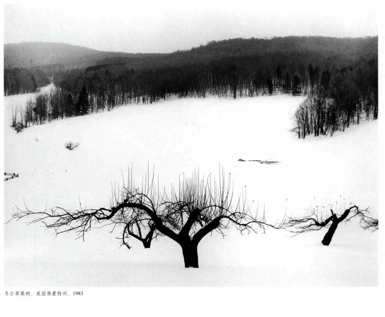 赵羡藻 冬日苹果树，美国佛蒙特州，1983